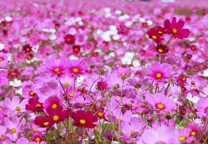 (^_^)v�@�_(^O^)�^