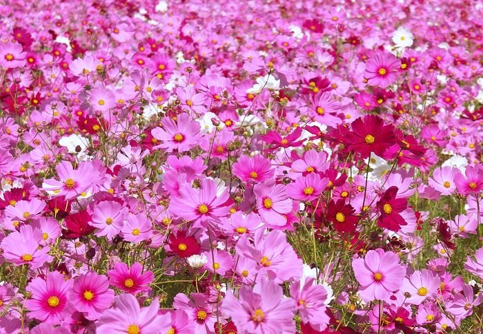 (^_^)v�@�_(^O^)�^