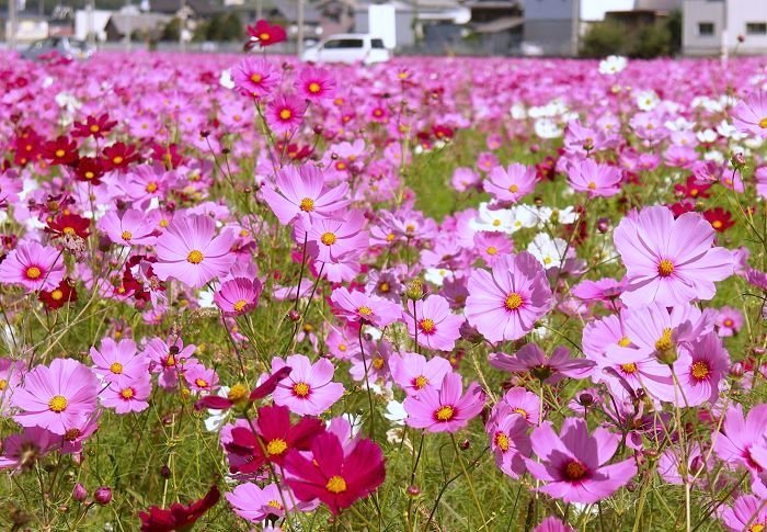 (^_^)v�@�_(^O^)�^