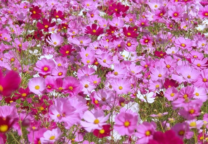 (^_^)v�@�_(^O^)�^