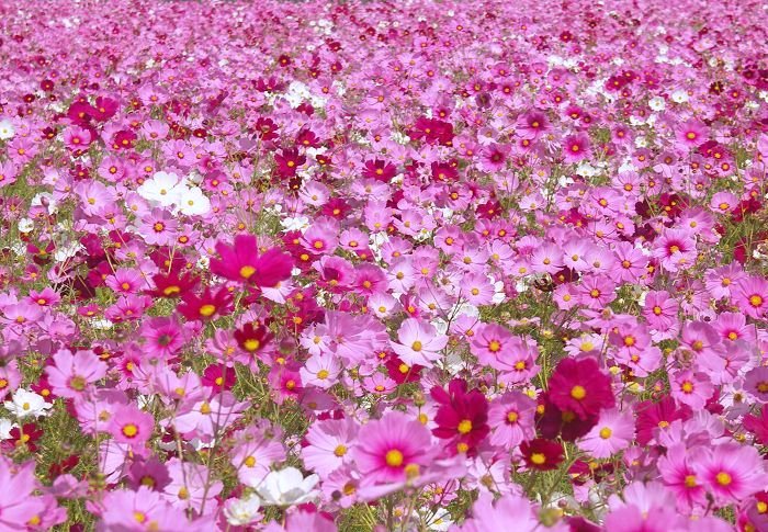 (^_^)v�@�_(^O^)�^