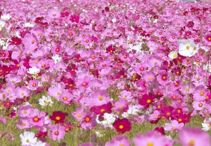 (^_^)v�@�_(^O^)�^