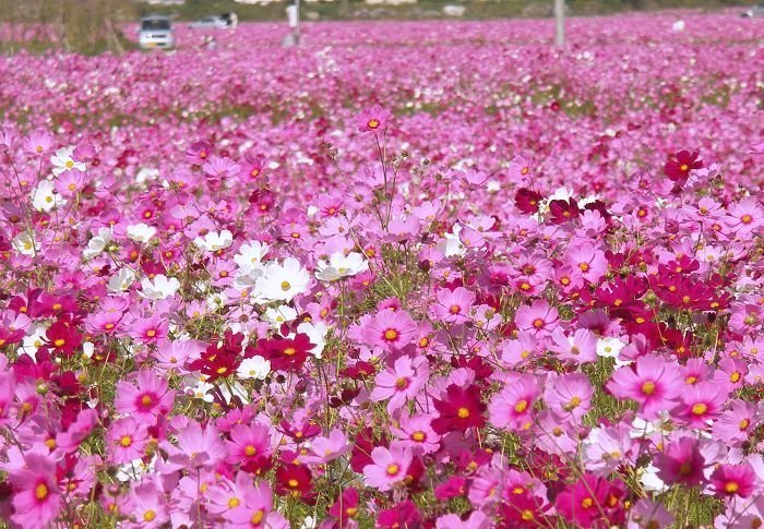 (^_^)v�@�_(^O^)�^