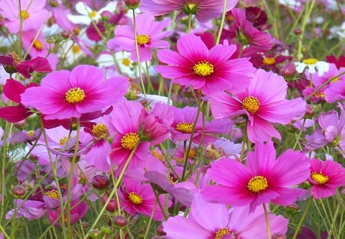 �s���N����Ԃւ̃O���f�[�V�������Y��ł��ˁI