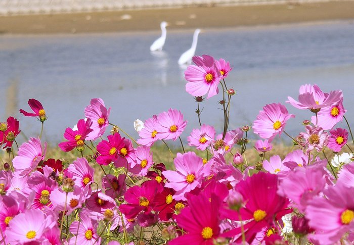 �L��ȃR�X���X���̒[�����̗��r�Ƀ_�C�T�M���E�E�E�E