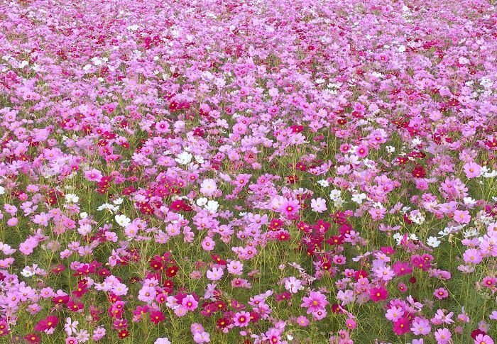 �������߂āA�ēx�A�o�����Ă݂܂����B