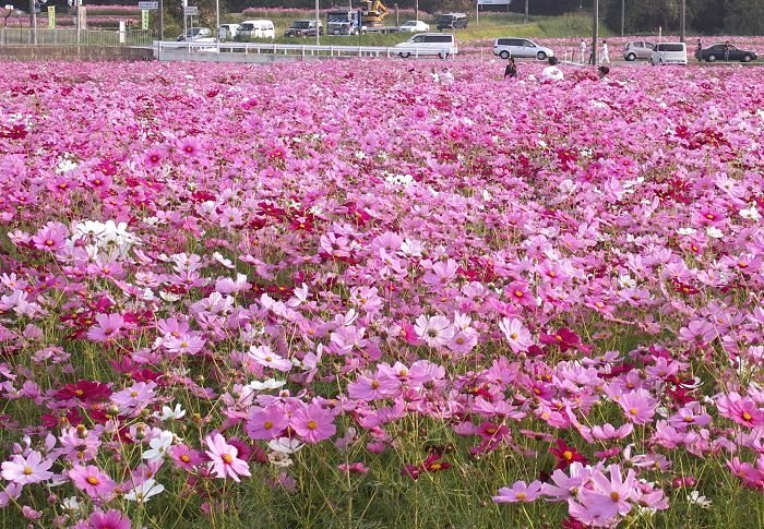 �����͒��Ԃ̎Ԃ���t�ł��B