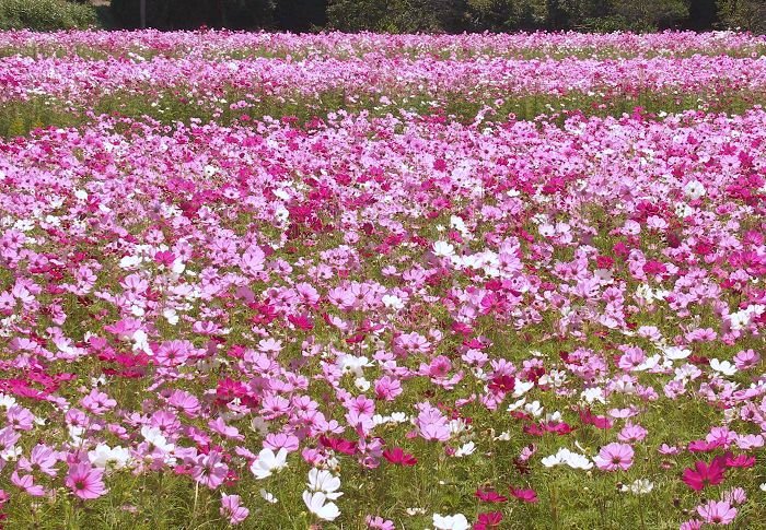 �i�X���̃R�X���X�ł��B