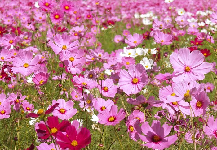 �J�Ԃ��n�߂����ɂ́A���F�����������̂ł������̓s���N��F�̊����ł��B