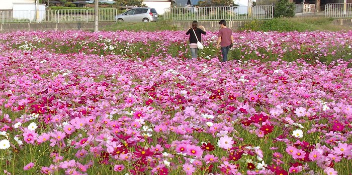 �R�X���X�̊y��