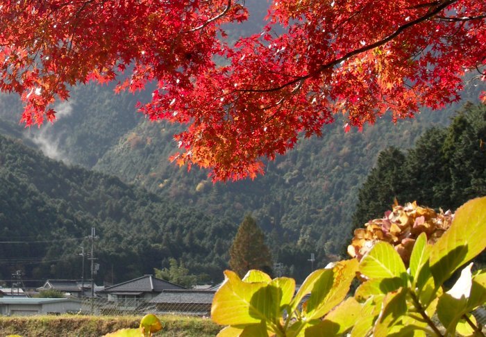 �����͓y���~�肾�����̂ł����A���n�ɒ������ɂ͏オ���Ă���܂����B�R�ԂɃ������c���Ă��܂��B