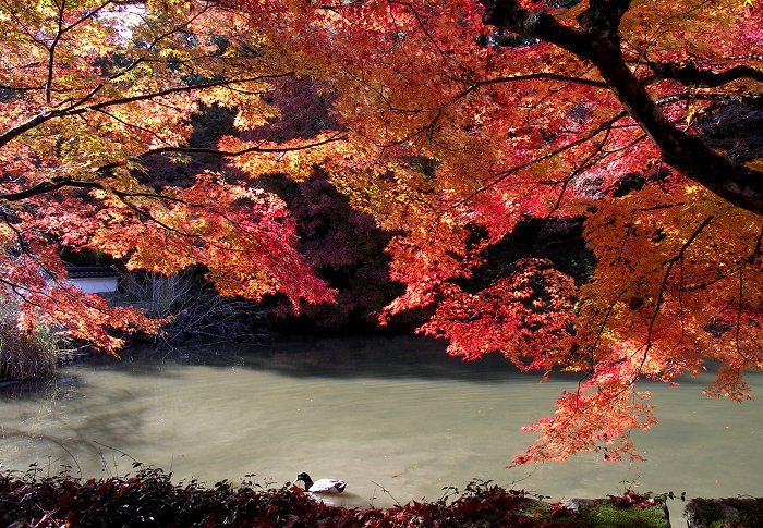 �g�t�E�r�E�J���̎O���q���������A�f���炵�������ł����B���y�[�W������ȃR�����g���ȗ��������܂��A���y���݉������B