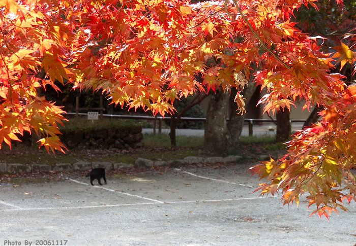 ��N�̔w�i�́A���̖�ǂ����ł����I(��)