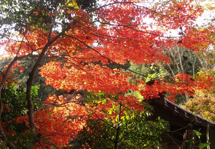 ���X�߂��̃}�C�X�|�b�g����ł��B