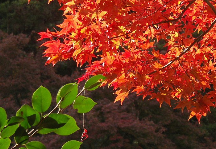 ��}�ɁA�Y�[���A�b�v�I�΁i�T�U���J�j�ƍg�̑Δ��_���Ă݂܂����B