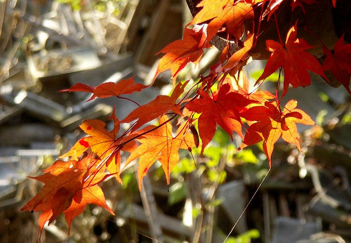 ���ꉺ��������}�������ɉf���Ă��܂����B�w�i���`���b�g�ł����E�E�E�E