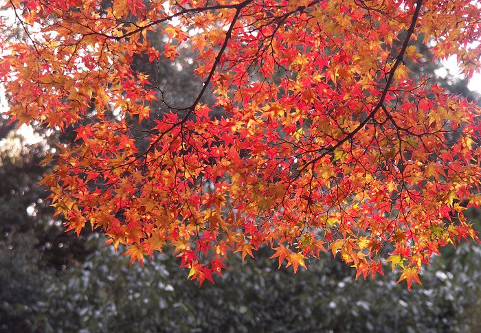 �ЂƎ��A���߂Ă��܂����I(^_^)v