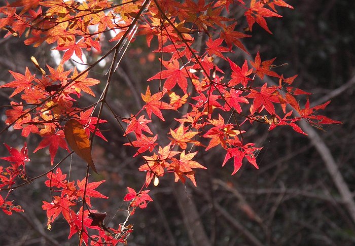 �ؘR����ɉf���Ă�����}�A�Q���e����E�E�E�E