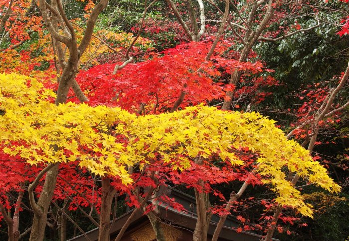 ���ƐԂɐ��܂����A���~�W�̃W���E�^���I(^_^)v