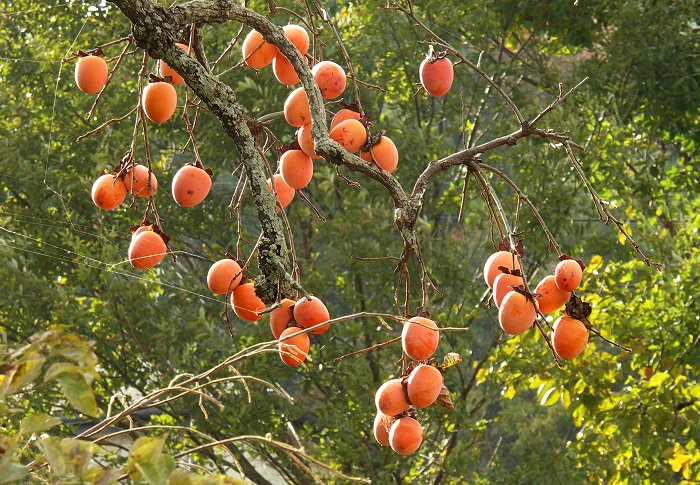 �A�H�̎Q���O��Ō��������`�A�����������I(��)