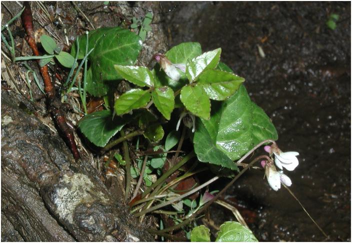 �����ɉ��ȃX�~�����E�E�E�E