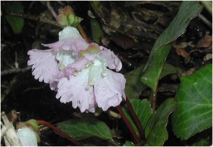 �Ԗ�������܂���(-_-;)�@���̌�̒��ׂŁu�C���E�`���v�Ƃ��E�E�E06/04/30