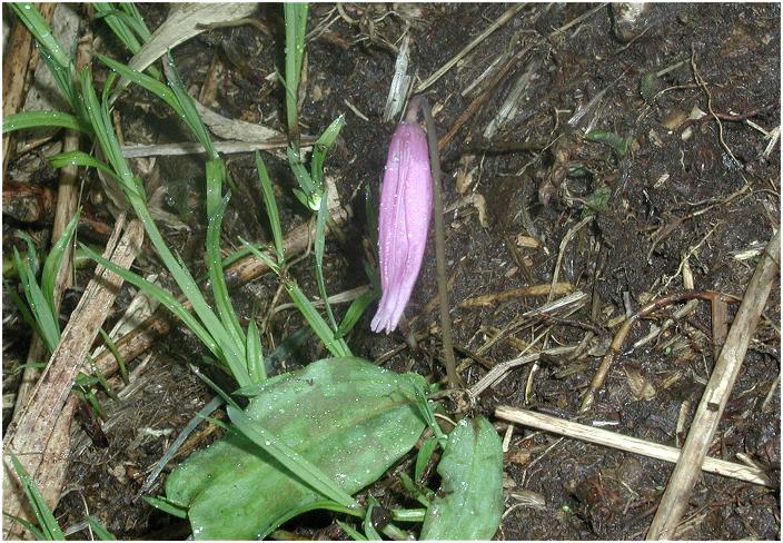 �����O�Ɂu�J�^�N���v���`���z���ƁE�E�E�~�J�̂��߂ɉԕق͈ނ�ł��܂����B