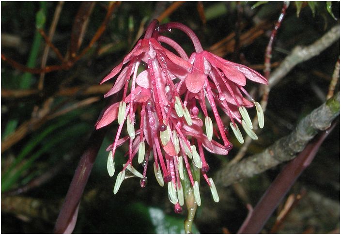 �J���ɉ��ȁu�V���E�W���E�o�J�}�v���E�E�E�Q�ĂăU�b�N����J�������E�E�E