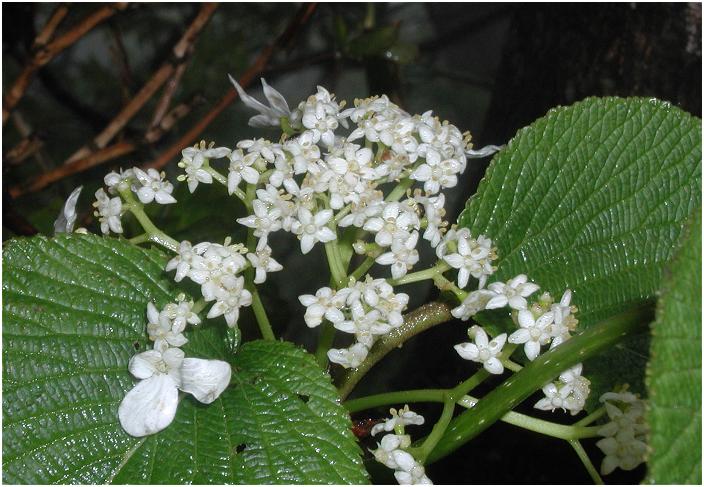 �����ꖇ�I