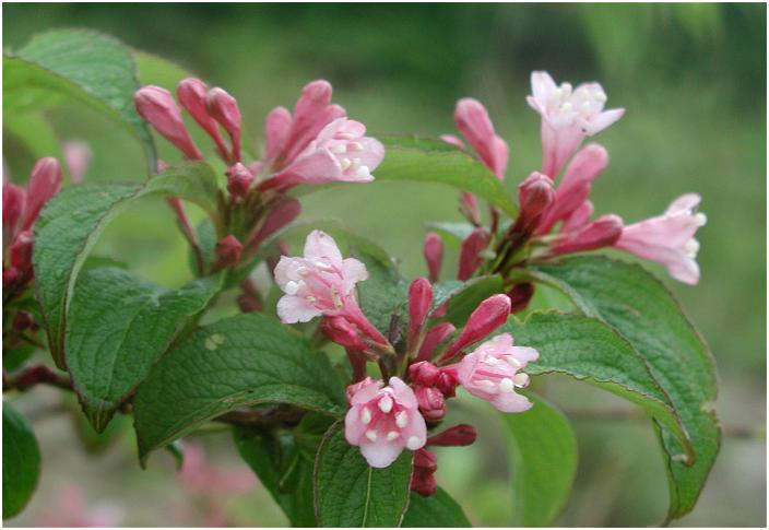 ���V��̓o�R�Ɂu�^�j�E�c�M�v���Ԃ߂Ă���܂����B