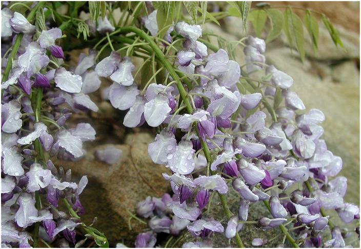 �Q�����f�̃K����Ō����������̉ԁ@�x������̂������̂Œn�ʂɔ����Ă��܂����B