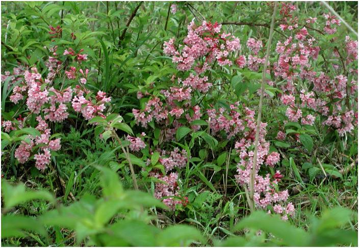 �X�L�[��̃Q�����f�Ɂu�^�j�E�c�M�v�̌Q��