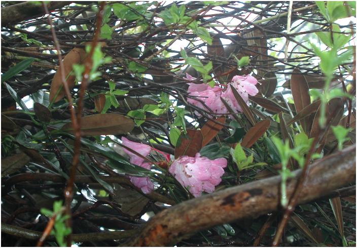 �o�R���̂͂���Ɂu�V���N�i�Q�v���E�E�E�E�E