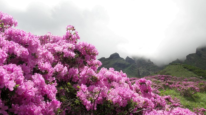 �同���̃~���}�L���V�}�̌Q���A���h�o�R���Ɠ��Ό��ւ̃��[�v�E�F�[����ł��B