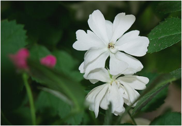 �~�j�o���R�[�i�ɍ炢�Ă����B�������́H