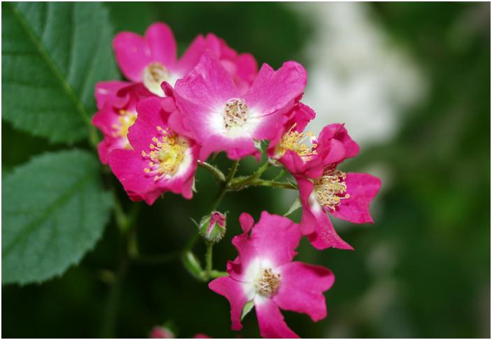 ����A���C�ɓ���̃~�j�o���ł����B���D���B��ēǂ߂Ȃ�(-_-;)�ԂɎ��G��Ȃ��ŉ�����