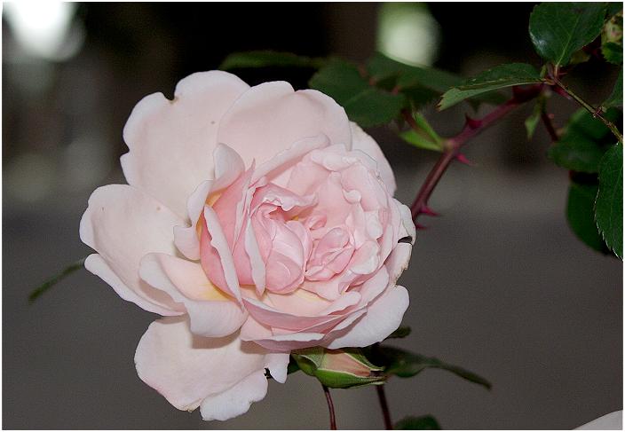 �ԕr���琂�ꉺ��������ց@���D���ʂ��̂�Y��܂����B(-_-;)