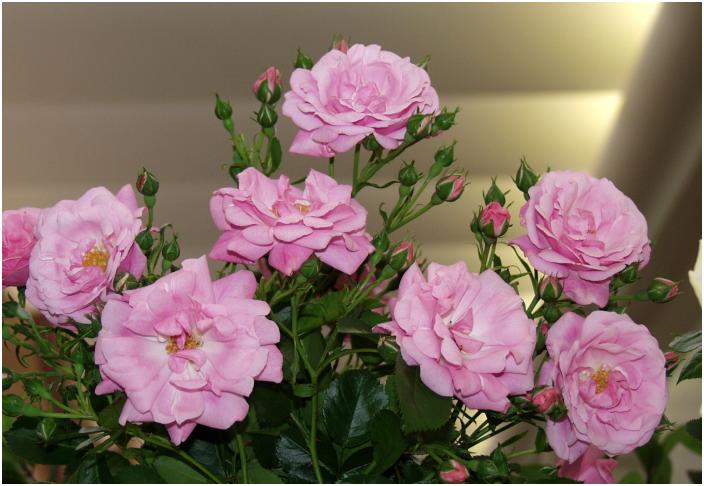 �s���N�̉��Ȃ΂�@�Ԗ������łɎB�����������ł��Ȃ�����(-_-;)