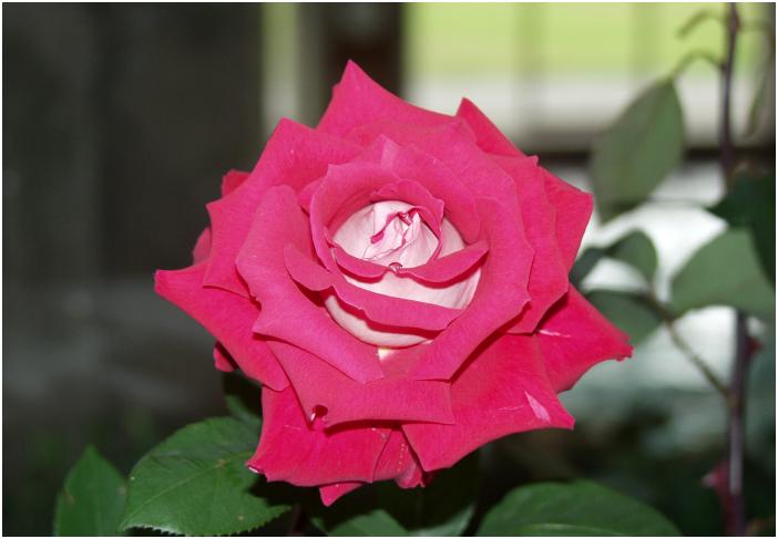 �W��̕��������ւ���ꂽ�̂��E�E�E�E