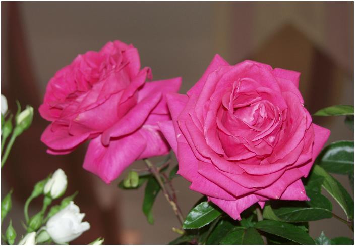 �u�}�[�K���X�v�ƉԎD�ɁE�E�E