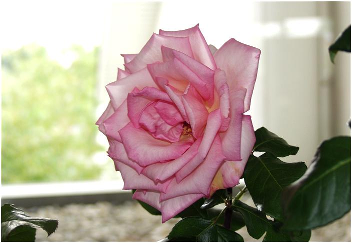 ���ӂɓW���́u�O�V�[�v