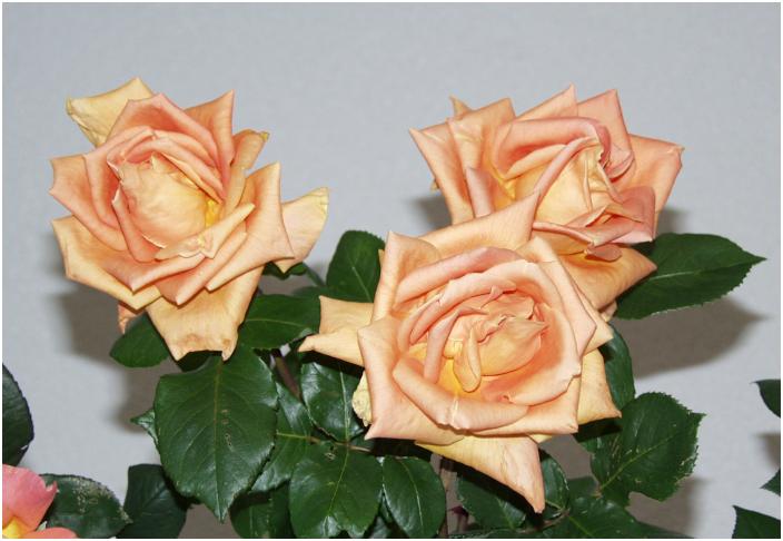 �u�u�B�i�@�`���[���v�Ƒf�G�Ȗ��O���E�E�E�E