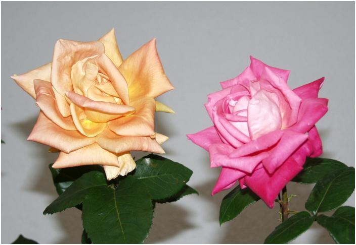 �O�y�[�W�́u�u�B�i�`���[���v�Ɓu�h�t�g�{���P�v�����ǂ��I