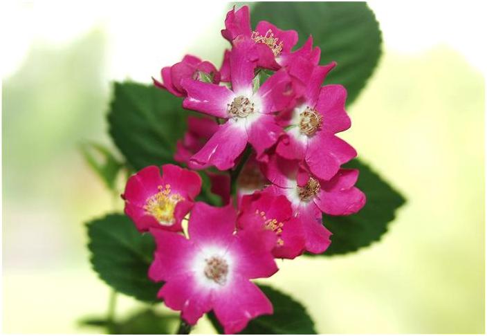 ���z���̋t�����ł˂���Č��܂����B�ܘ_�X�g���{�����ł��B