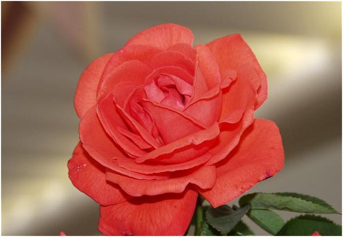 �u�X�[�p�[�X�^�[�v�ƈӋC�̗ǂ����D���E�E�E�E