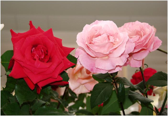 �Ԗ��D�����������̂Ő������́H