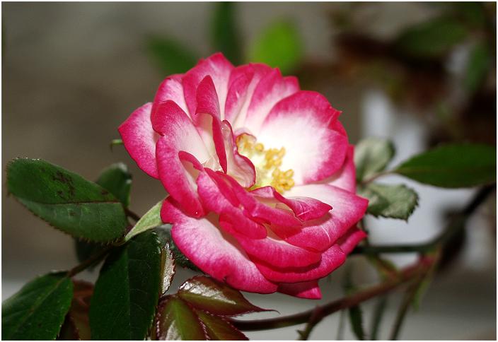 ��Ƃ̃~�j�o���Ɠ����ł��I�u�}�W�b�N�`�����[�Z���v�Ƃ�₱�������D���E�E�E