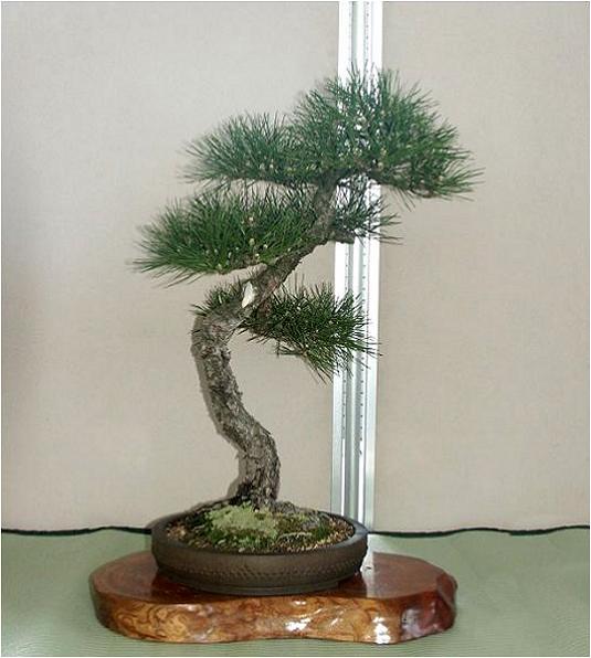 �o�W�ҁF�㓡�@�W�ꂳ��