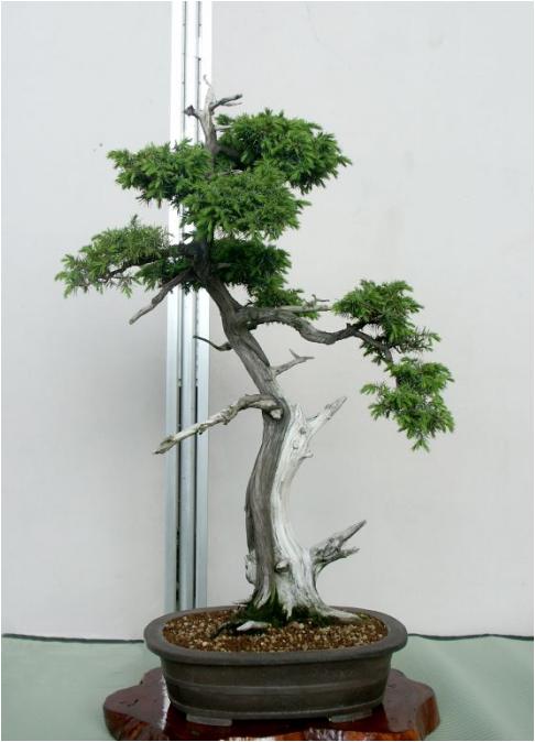 �o�W�ҁF���J��@�N�j����