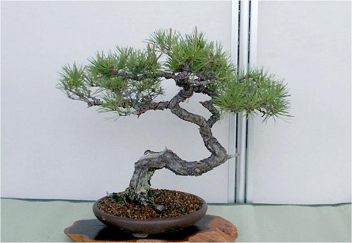 �o�W�ҁF���J��@������i�͌铯�D��ŁA�����b�ɂȂ��Ă��܂��j